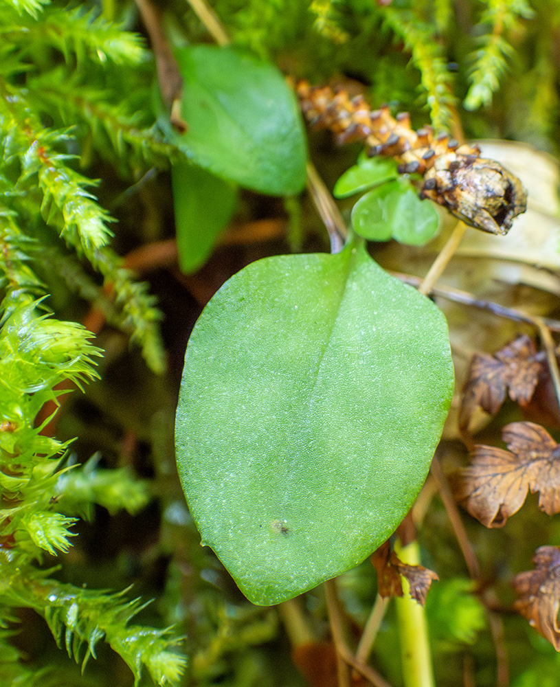 Image of Ephippianthus schmidtii specimen.