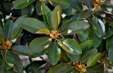 Ficus rubiginosa. Верхушка побега с соплодием. Португалия, г. Лиссабон, в культуре. 04.08.2025.