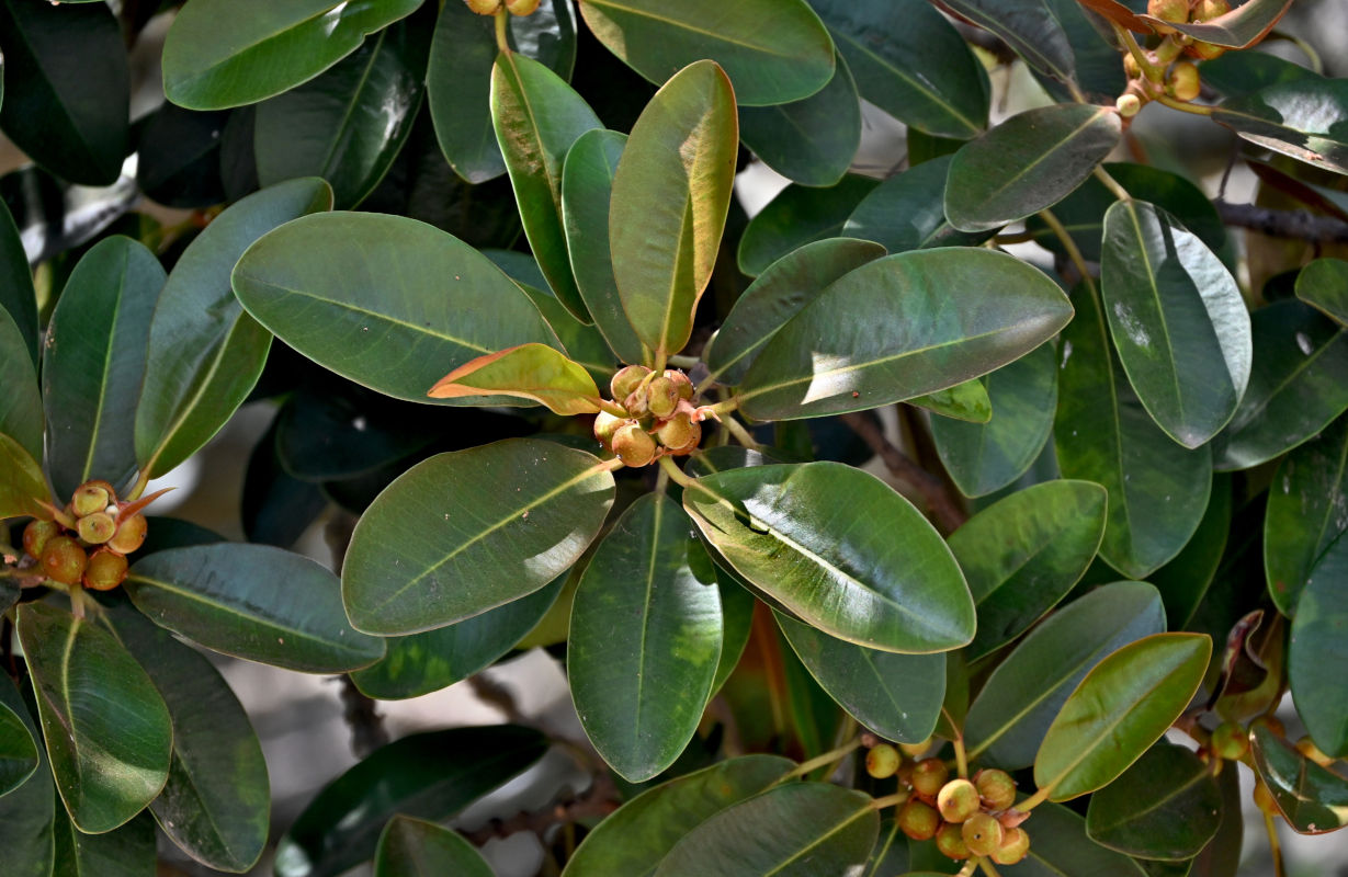 Изображение особи Ficus rubiginosa.
