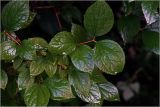Philadelphus pubescens. Листья на верхушке побега. Московская обл., Раменский р-н, окр. дер. Хрипань, садовый участок. 21.07.2026.