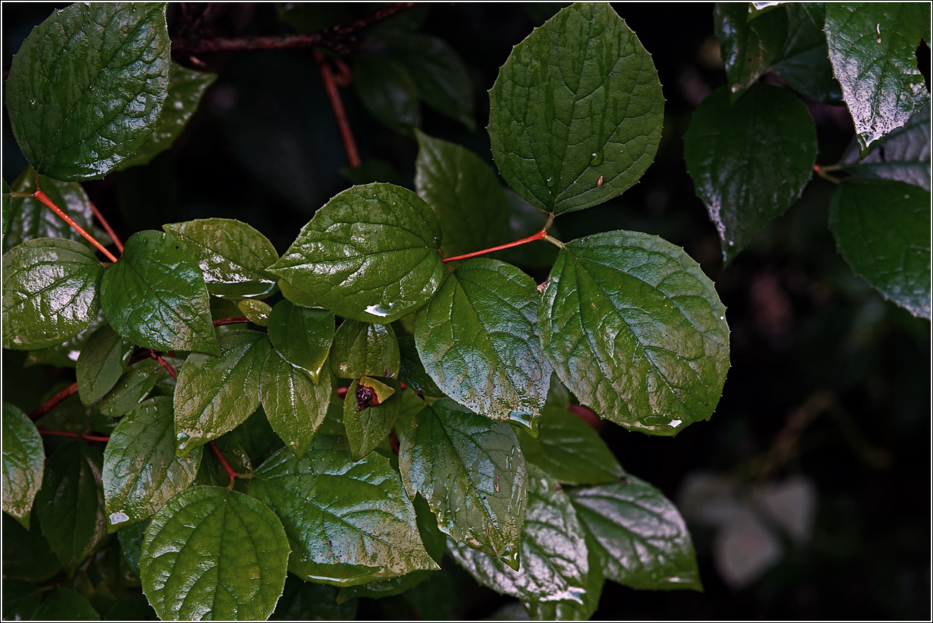 Image of Philadelphus pubescens specimen.