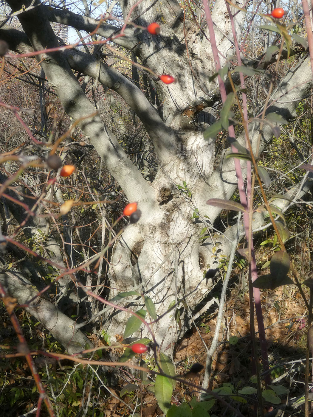 Image of Juglans regia specimen.