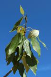 Populus balsamifera. Верхушка обломанной веточки. Беларусь, Витебская обл., пос. Езерище, заросли деревьев у заброшенной усадьбы. 17.07.2026.