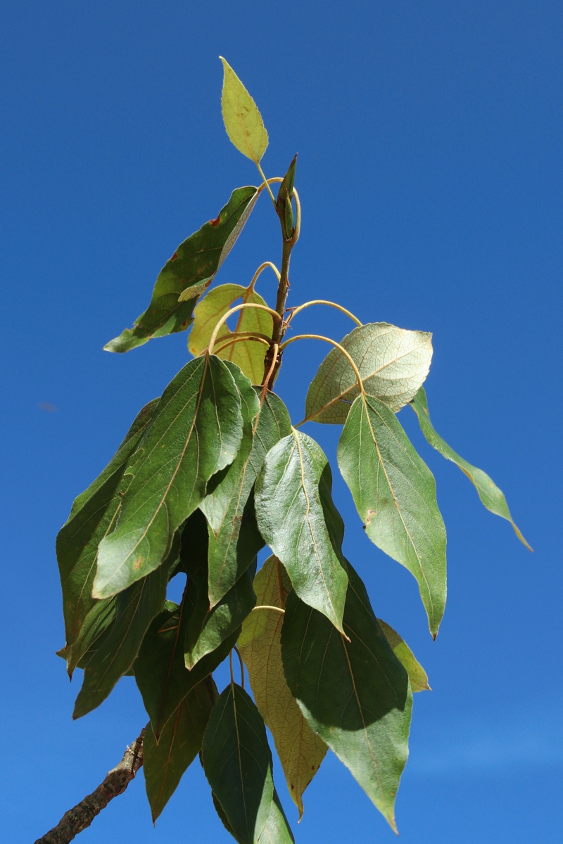 Image of Populus balsamifera specimen.