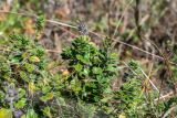 genus Thymus