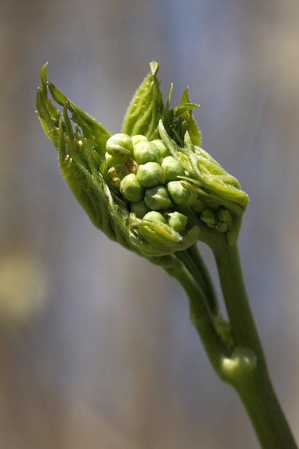 Image of Actaea spicata specimen.