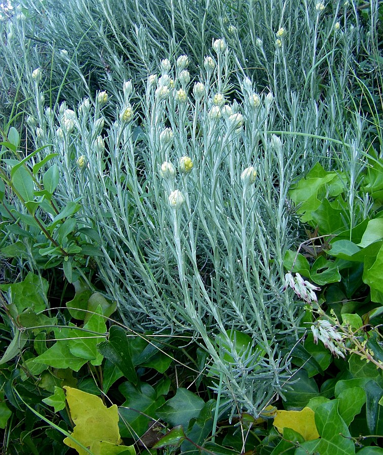 Image of Helichrysum stoechas specimen.