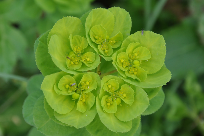 Изображение особи Euphorbia helioscopia.