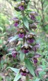 Epipactis helleborine. Часть соцветия. Крым, Ялта, заповедник \"Мыс Мартьян\". 9 июня 2011 г.