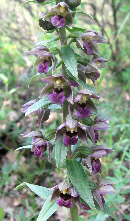 Image of Epipactis helleborine specimen.