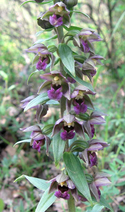 Изображение особи Epipactis helleborine.