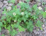 Trifolium repens. Цветущее растение. Новосибирская обл., Карасукский р-н, с. Благодатное, обочина полевой дороги. 26.06.2011.