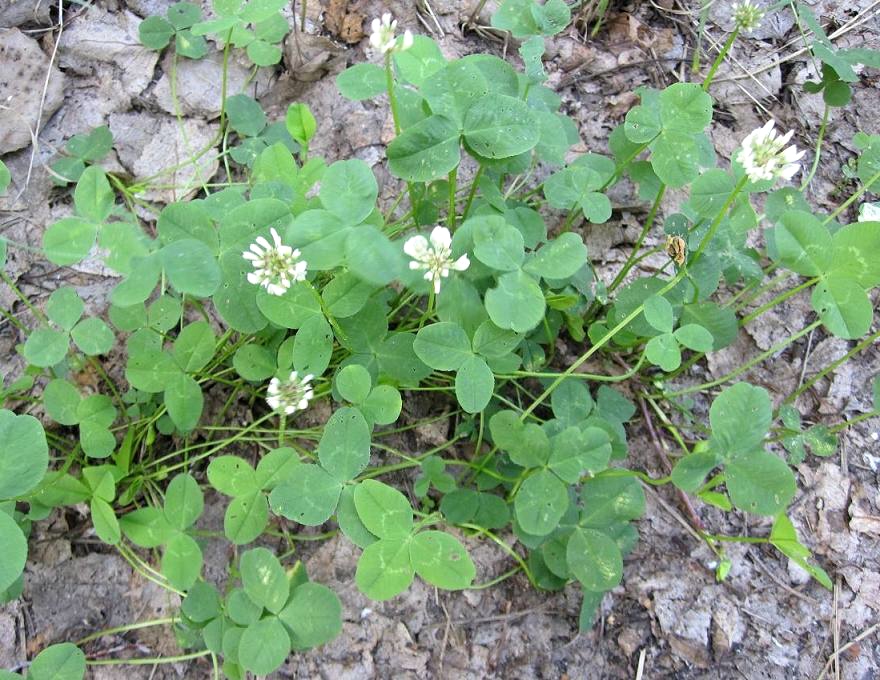 Image of Trifolium repens specimen.