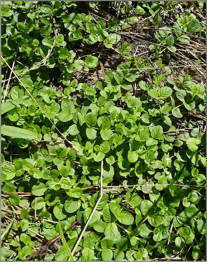 Изображение особи Lysimachia nummularia.