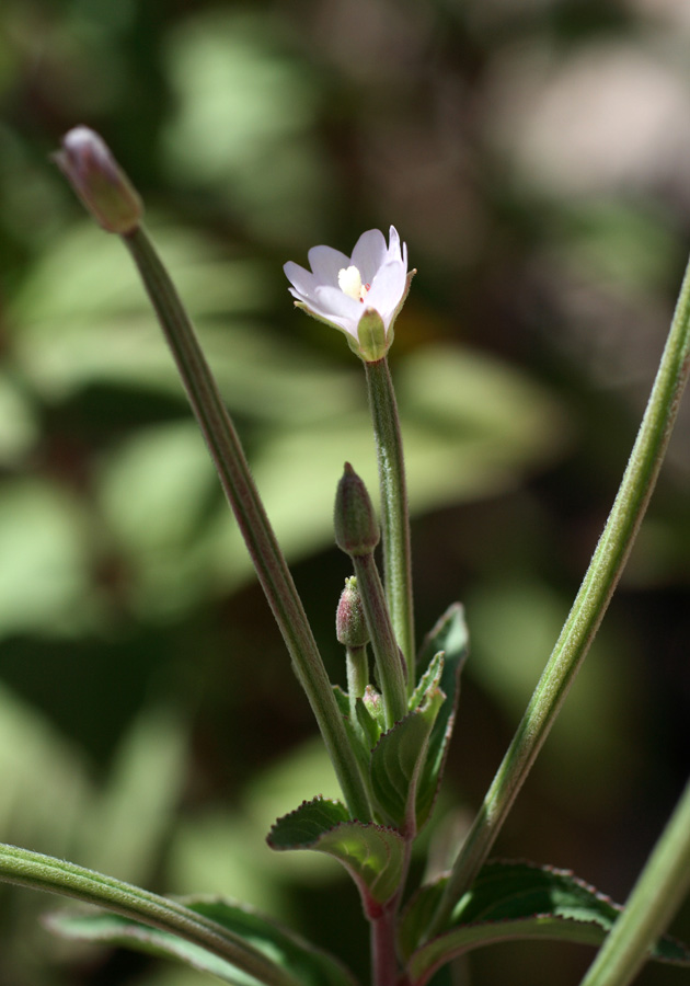 Изображение особи Epilobium cylindricum.