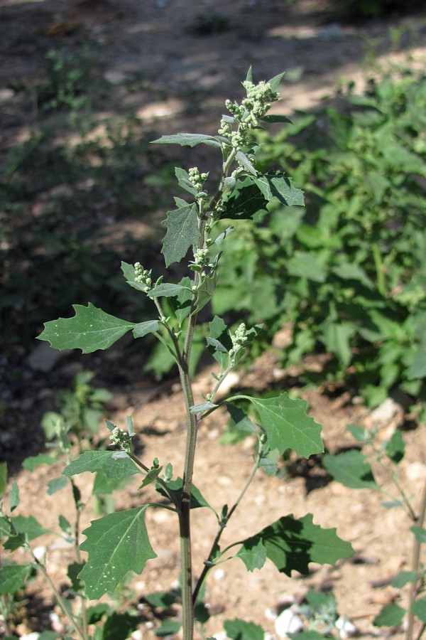 Изображение особи Chenopodium album.