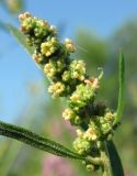 Atriplex