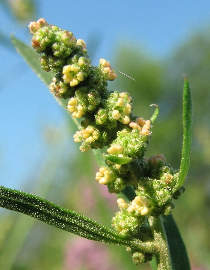 Image of genus Atriplex specimen.