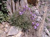 Campanula hypopolia