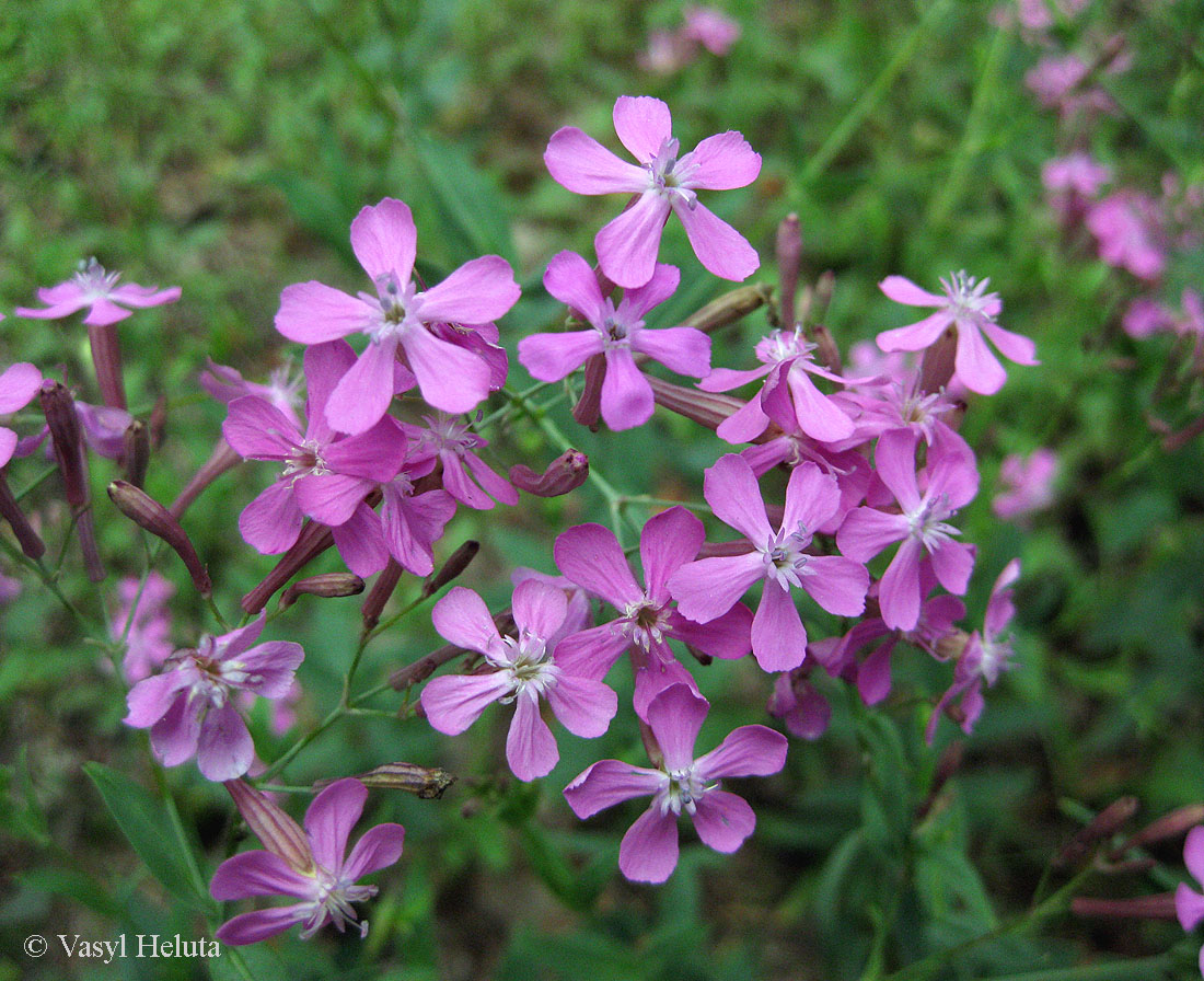 Image of Silene lituanica specimen.