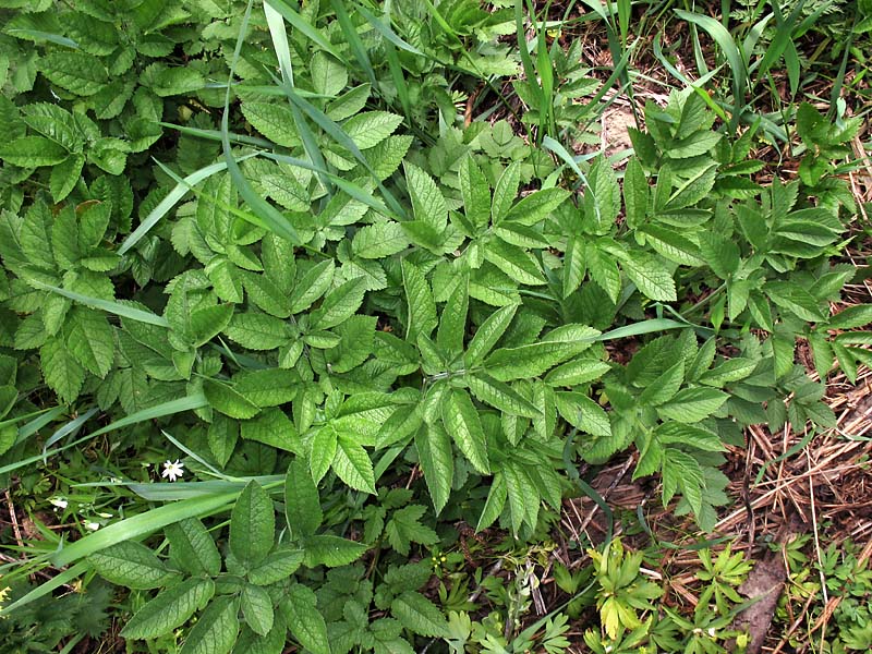 Image of Chaerophyllum aromaticum specimen.