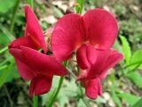 Lathyrus tuberosus