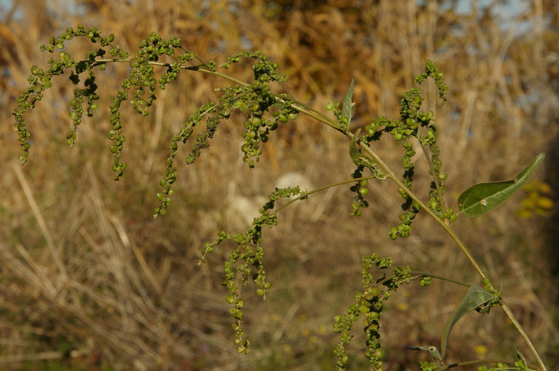 Image of Atriplex micrantha specimen.