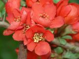 Chaenomeles japonica