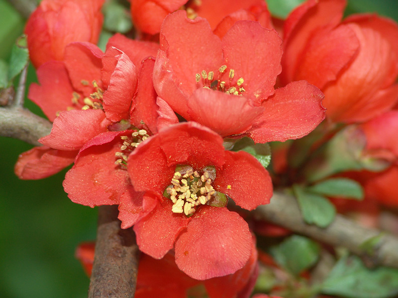 Изображение особи Chaenomeles japonica.