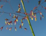 genus Agrostis