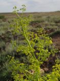 Ferula paniculata. Часть соцветия. Казахстан, Джамбульская обл., зап. оз. Балхаш. 13.05.2011.