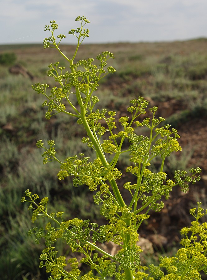 Изображение особи Ferula paniculata.