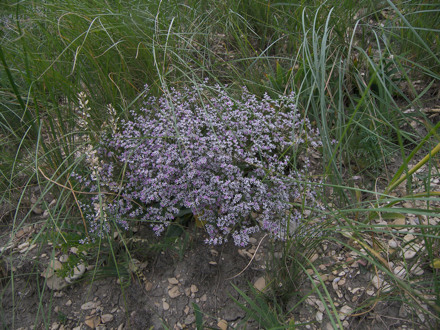 Изображение особи Goniolimon tataricum.