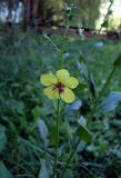 Verbascum blattaria