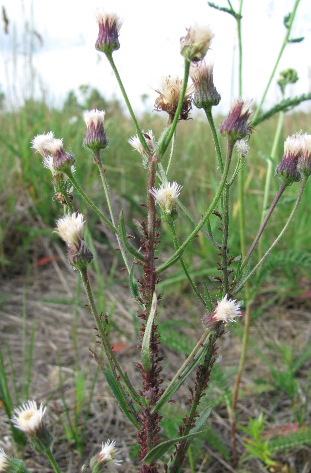 Image of Erigeron acris specimen.