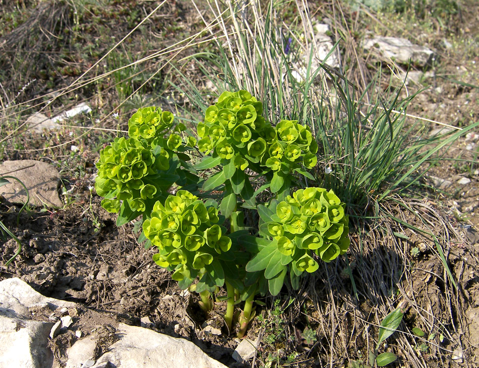 Image of Euphorbia condylocarpa specimen.