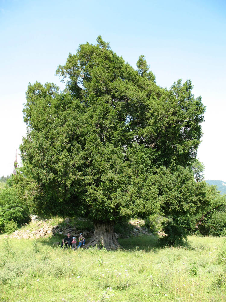 Изображение особи Taxus baccata.