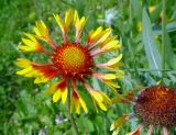 Gaillardia × grandiflora. Соцветие. Московская обл., дачный участок. 26.07.2003.