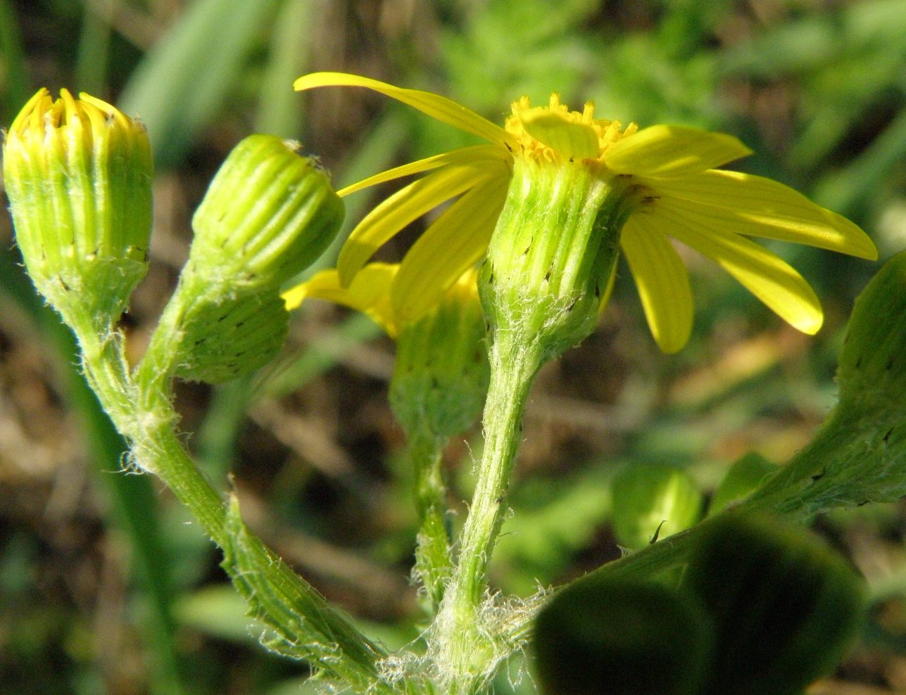 Изображение особи Senecio vernalis.