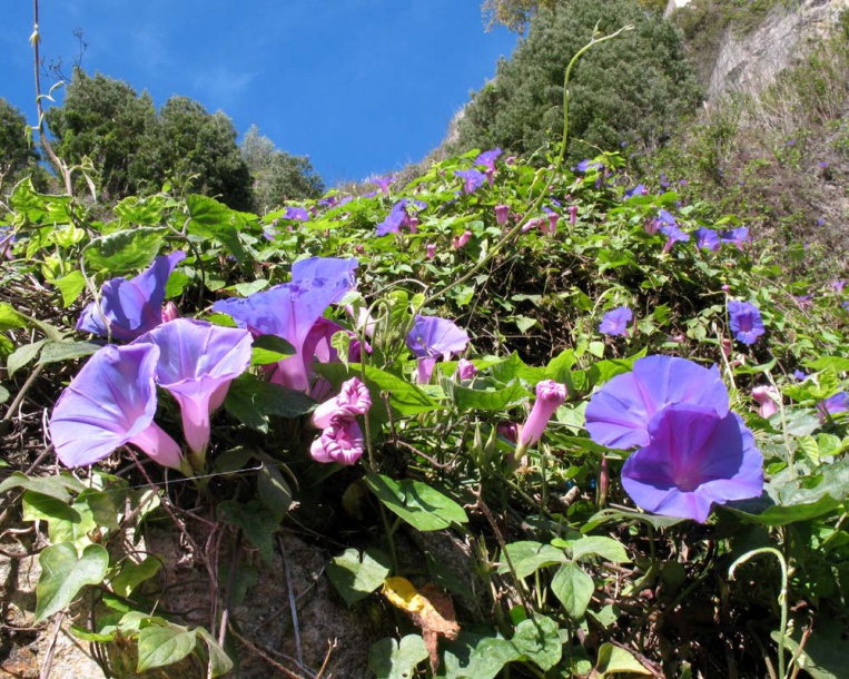 Изображение особи Ipomoea indica.