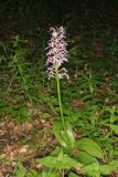 Orchis подвид caucasica