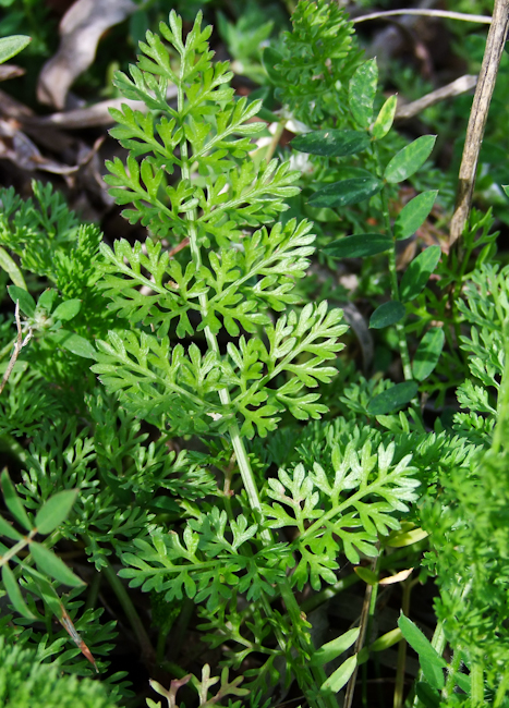 Image of Daucus glaber specimen.