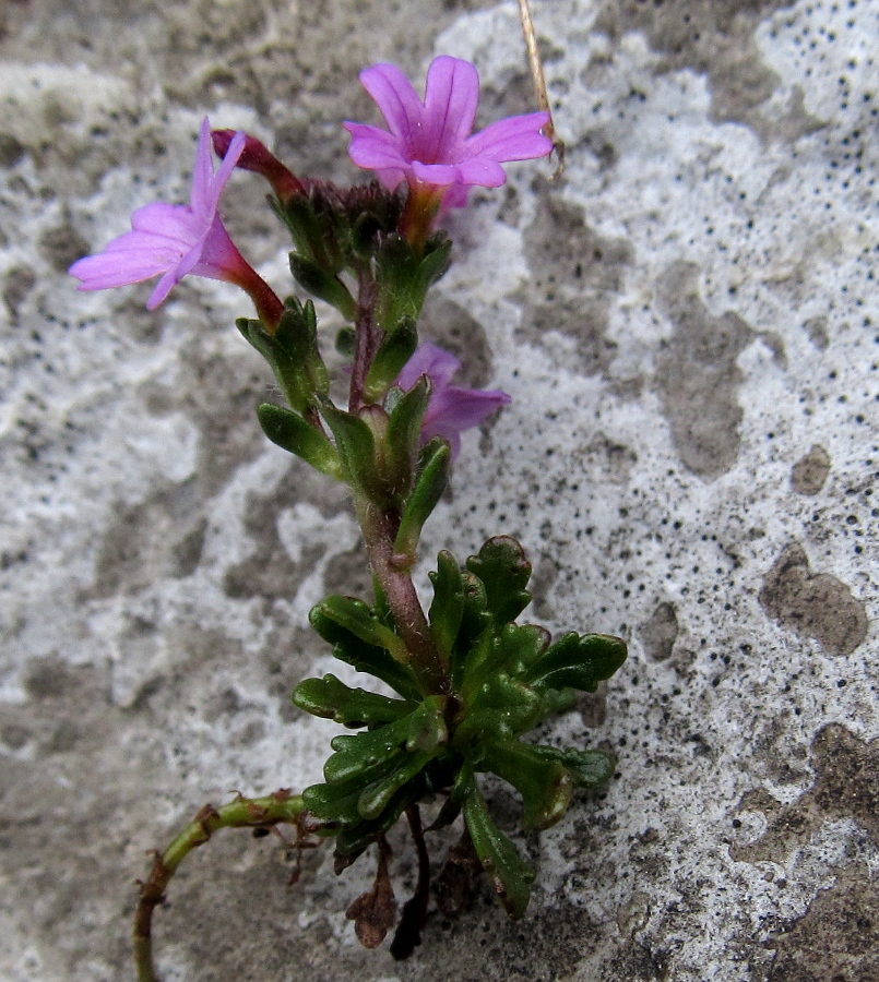 Изображение особи Erinus alpinus.