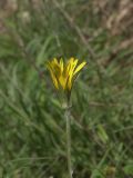 Tragopogon graminifolius