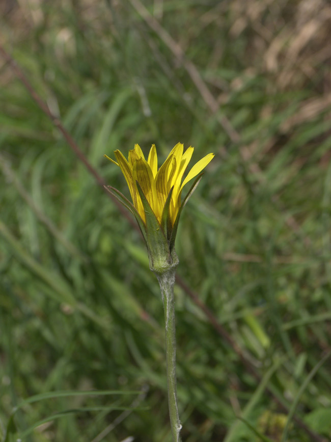 Изображение особи Tragopogon graminifolius.