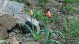 Tulipa florenskyi