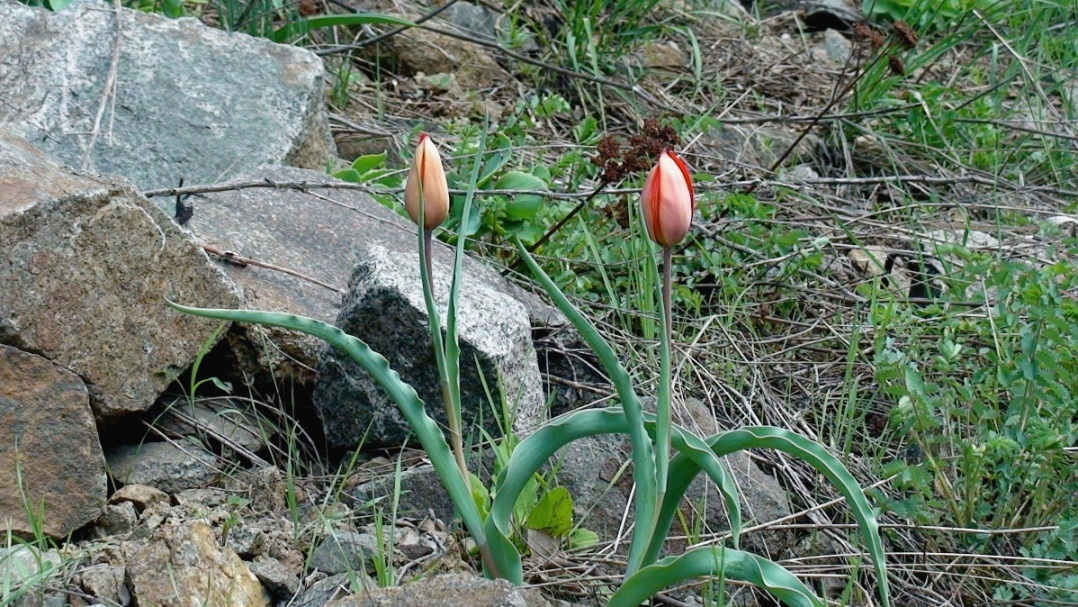 Изображение особи Tulipa florenskyi.