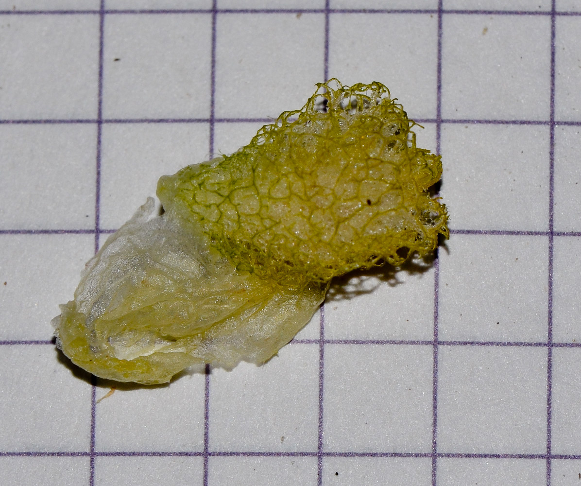 Image of Atriplex holocarpa specimen.