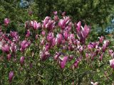 Magnolia liliiflora