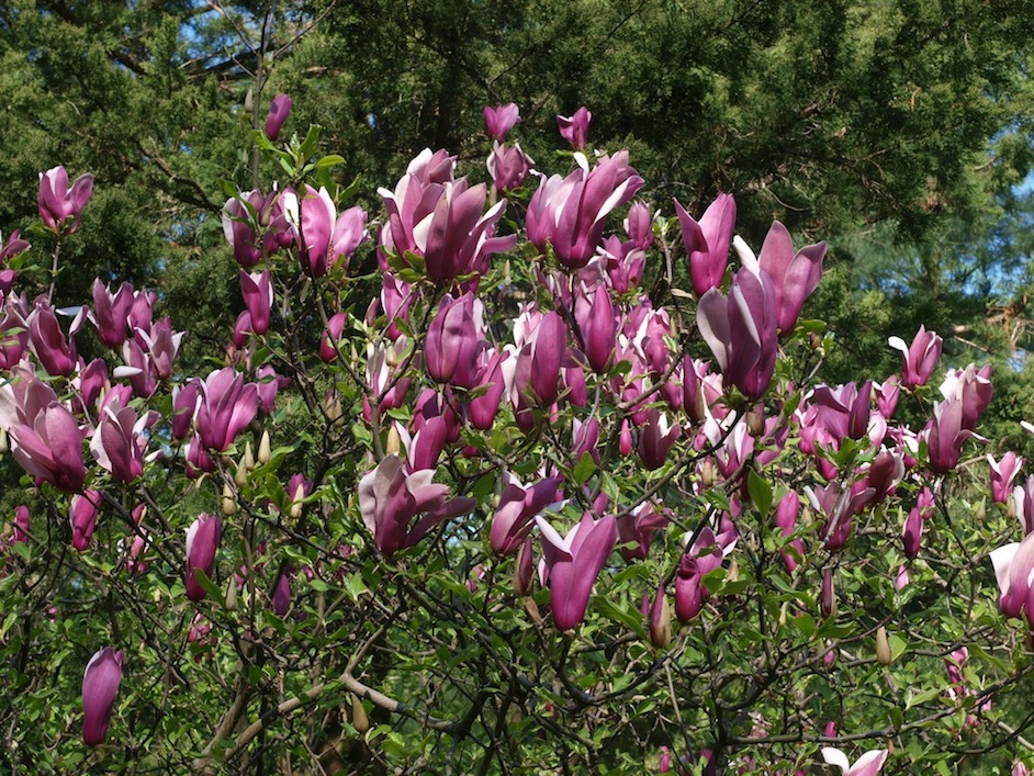 Image of Magnolia liliiflora specimen.